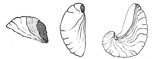 Gryphaea arcuata incurva